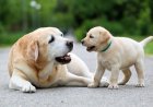 Rüyada Köpek Görmek