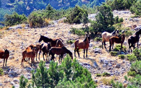 SPİL DAĞI MİLLİ PARKI