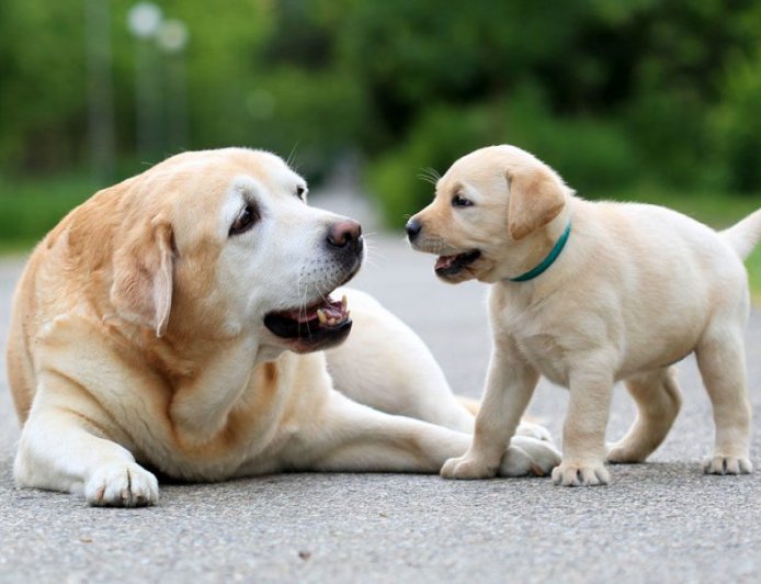 Rüyada Köpek Görmek
