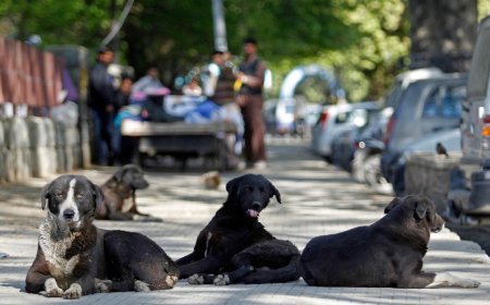 Başıboş Köpek Düzenlemesi Bugün Komisyonda Görüşülecek