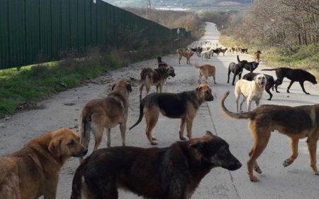 Sahipsiz Hayvanlara Yönelik Yasa Teklifi Komisyonunda Kabul Edildi